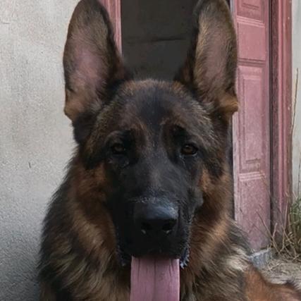 德牧大将犬舍