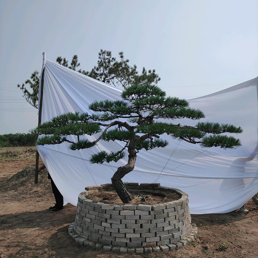 造型松园林直营基地