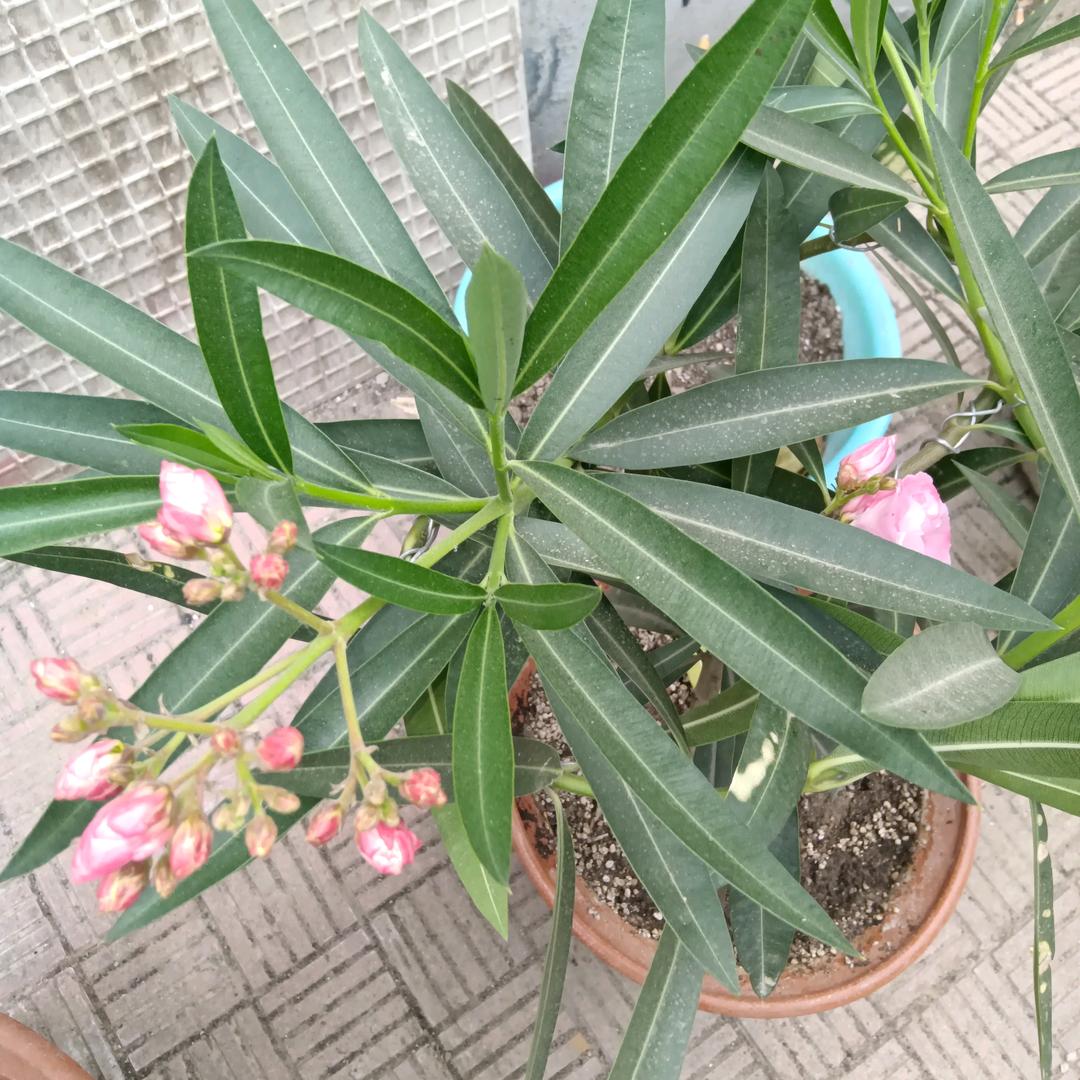 马爱红
