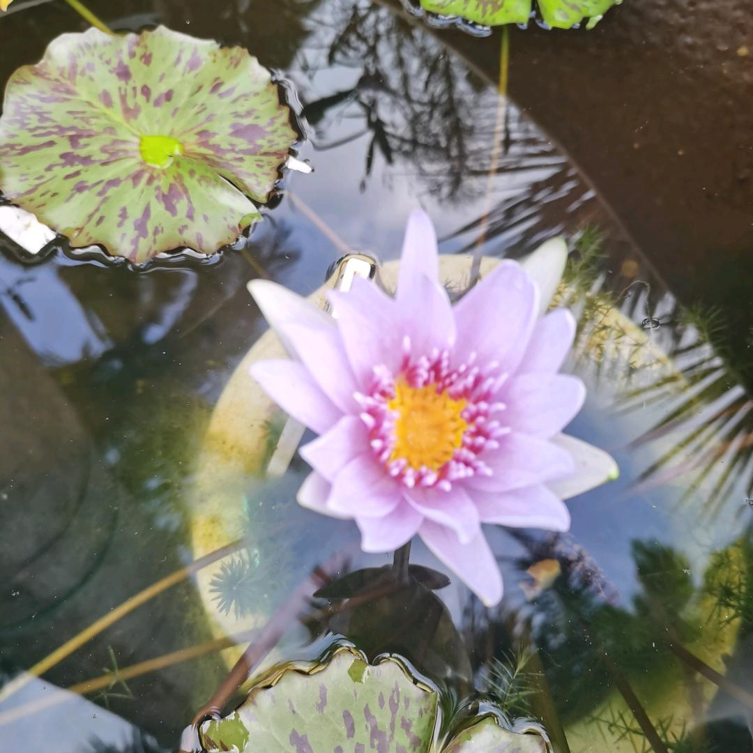 夏至未至