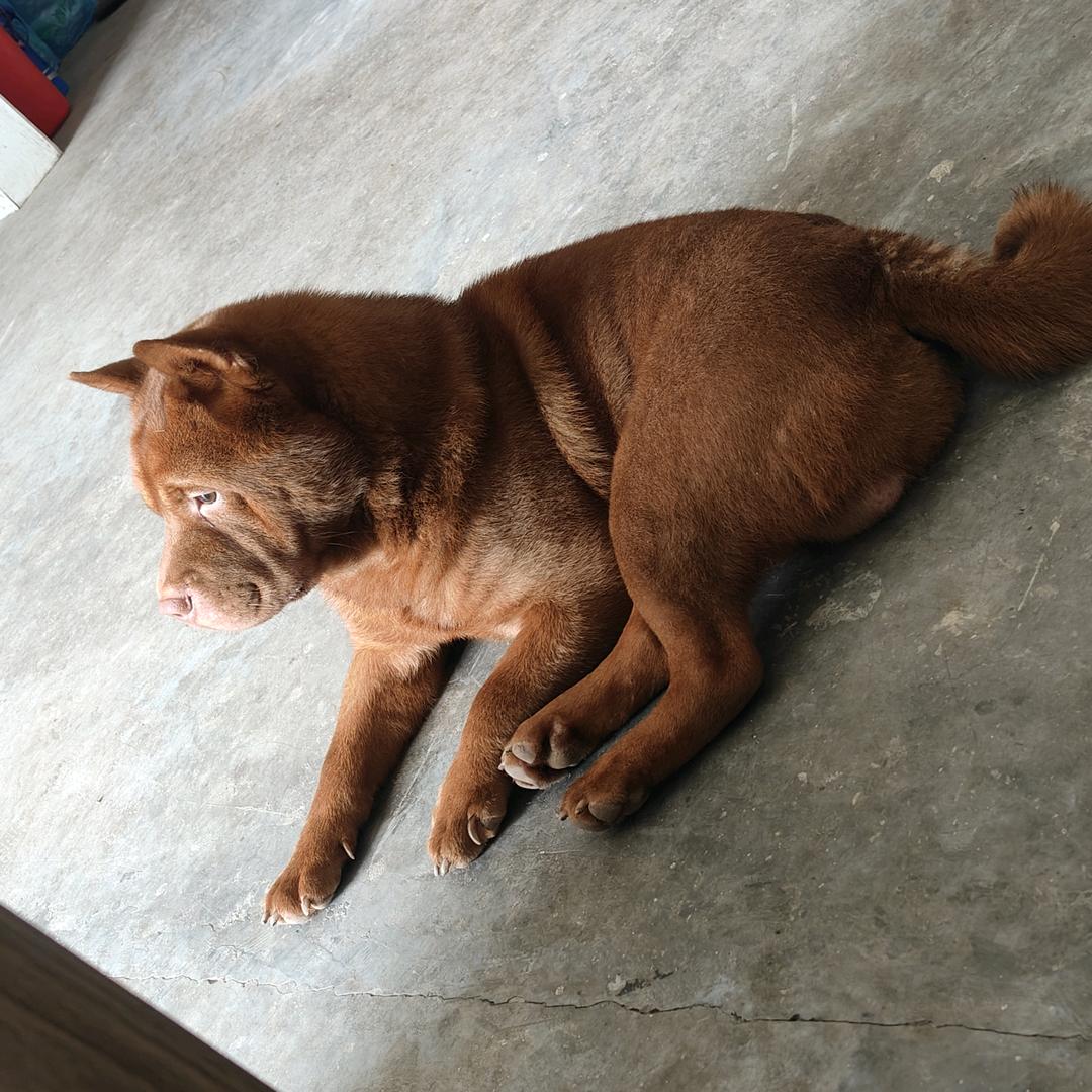 沙龙五红犬舍