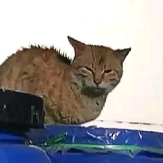 猫爹