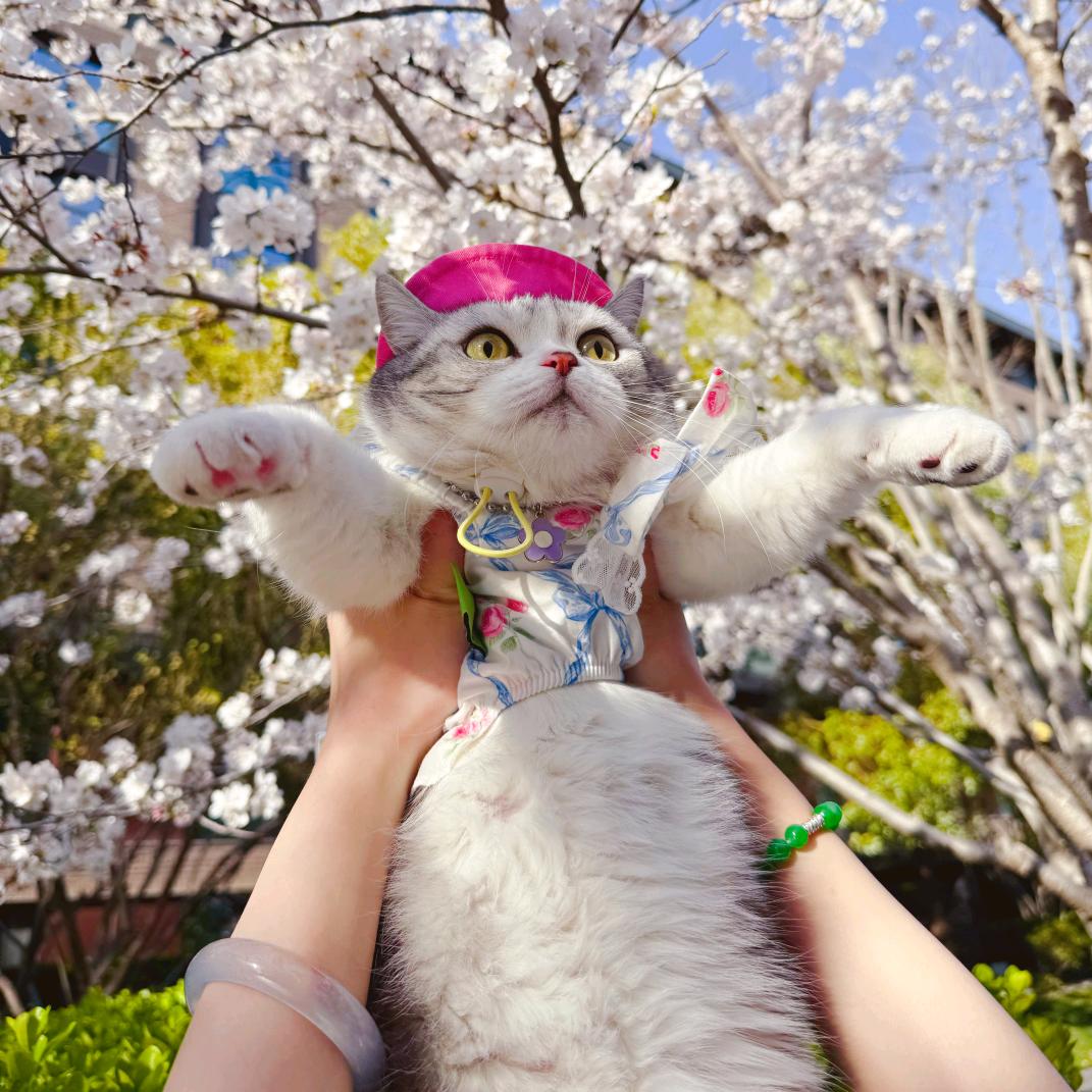 豫芙