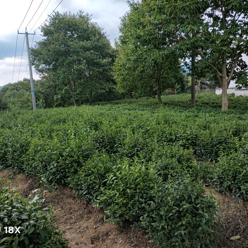 道友茶叶