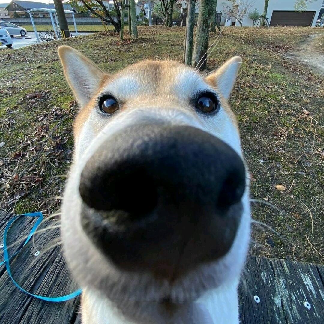 花椒