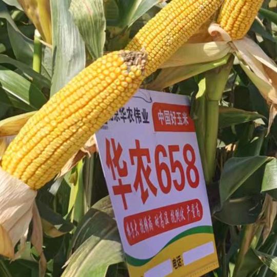 石井李超华农658