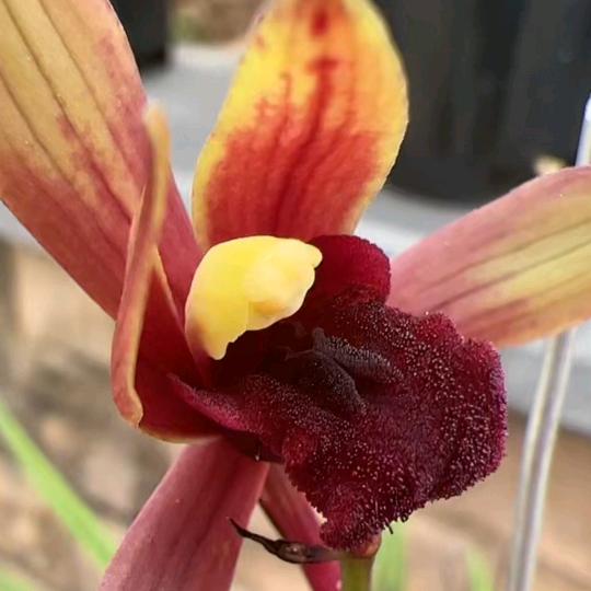 @@毅兰缘_(相互学习)