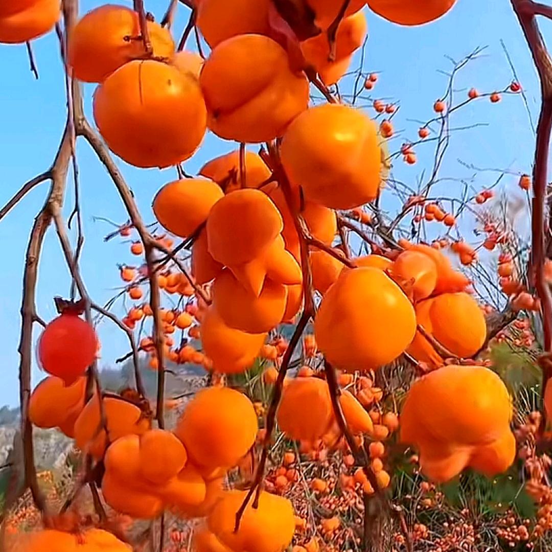 自渡