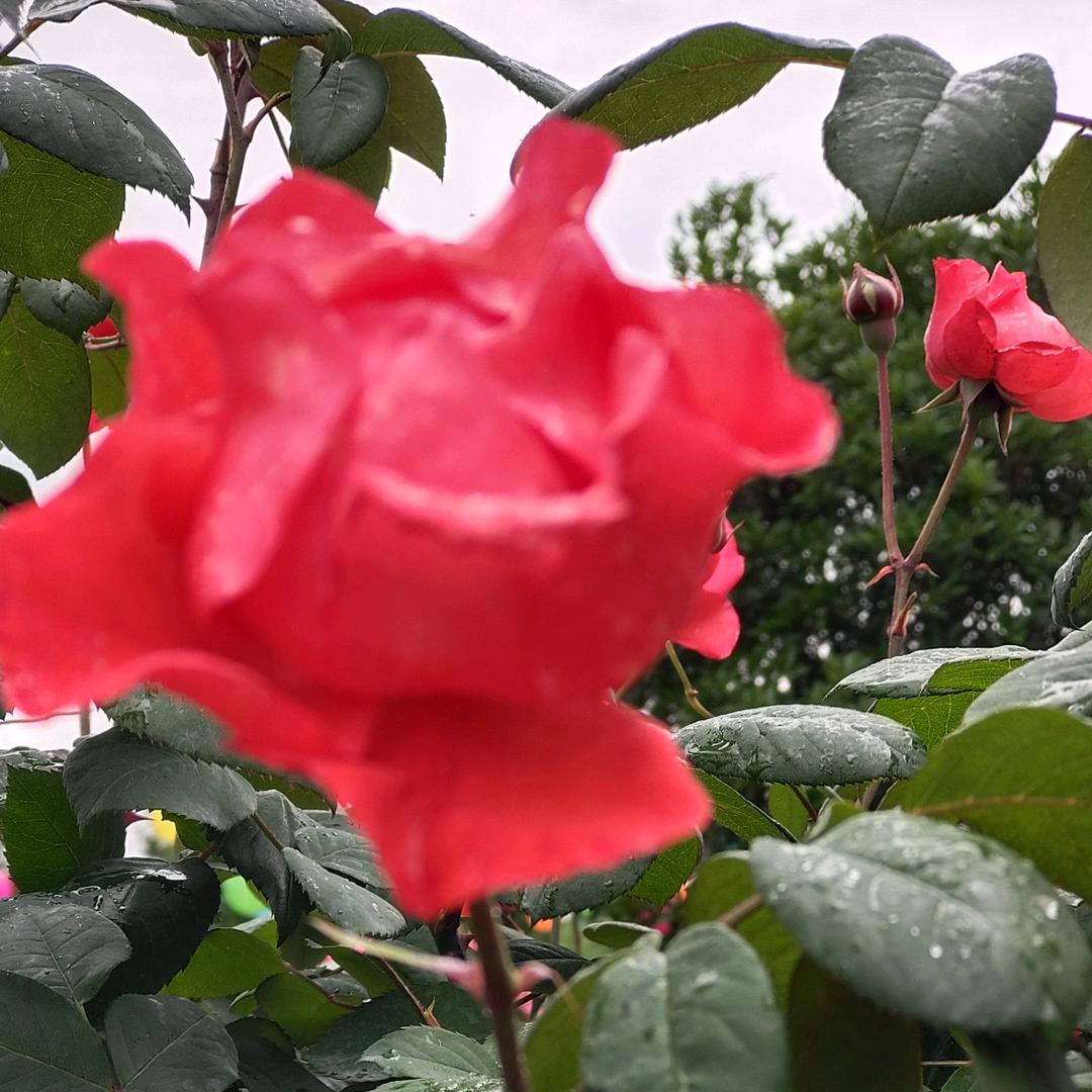 💥qingyuansishui✨😘