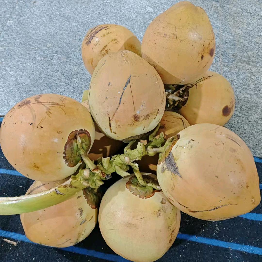 椰子批发