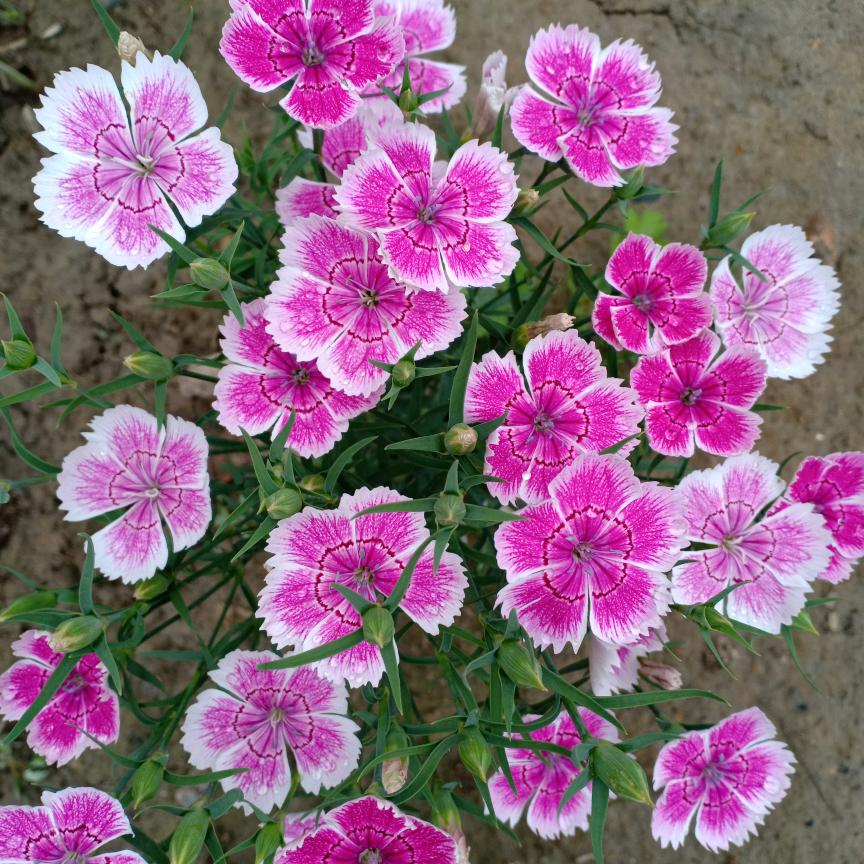 哥不是怕红绿灯，怕寂寞