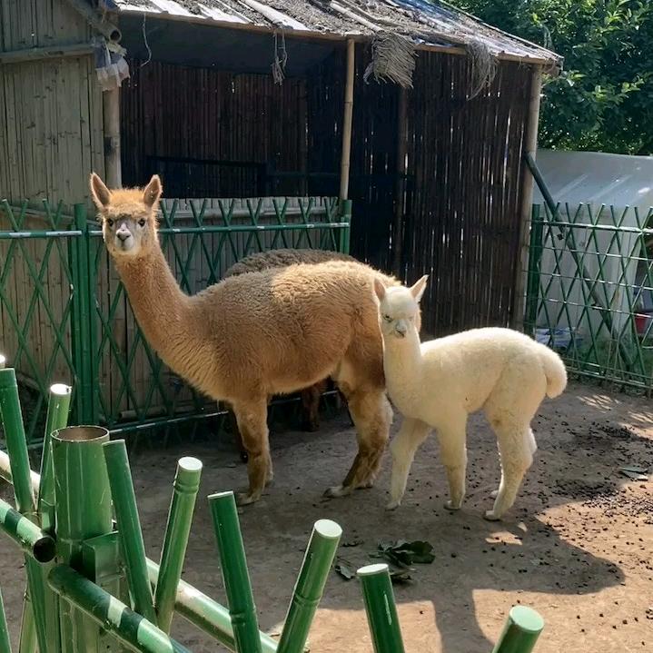张灯结彩