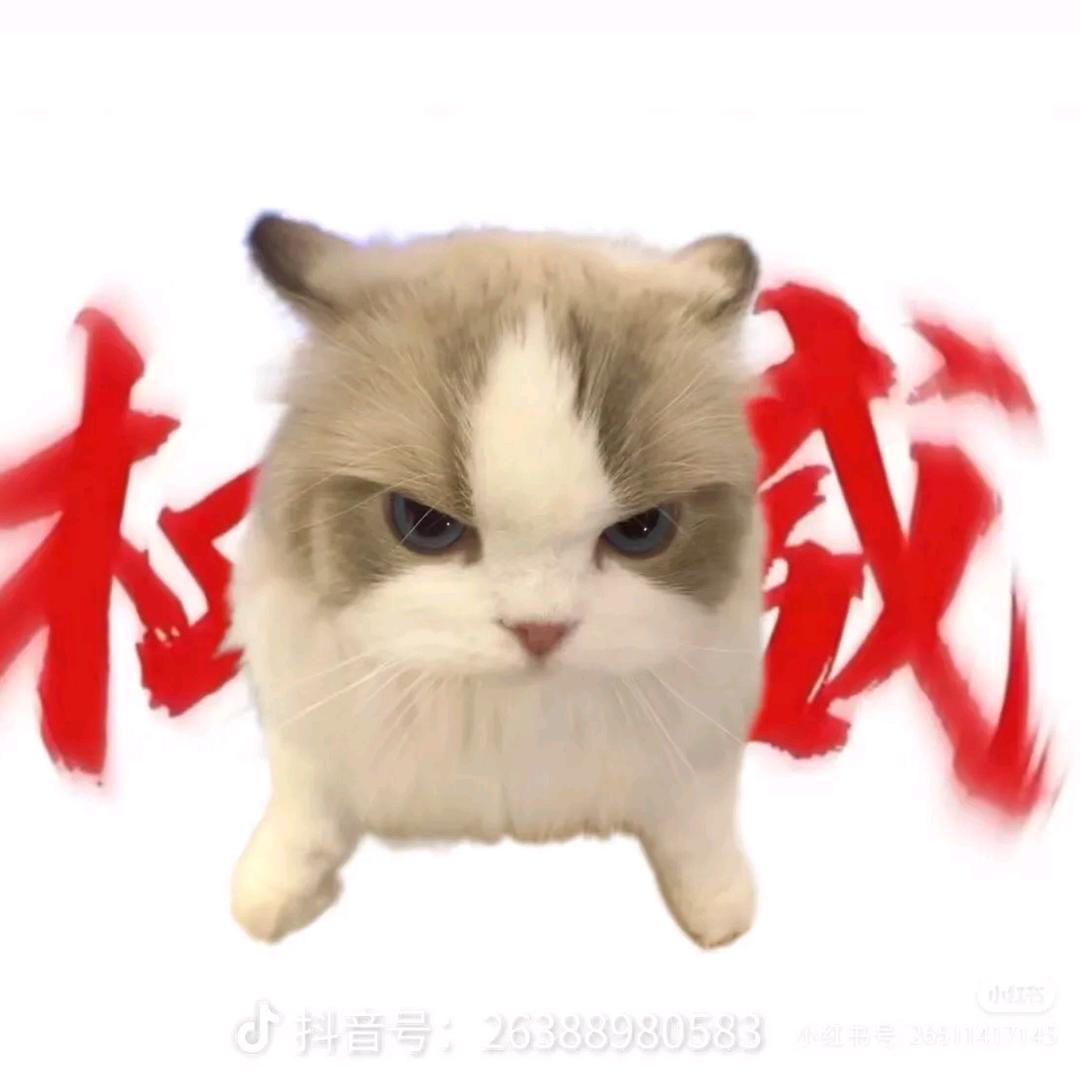 猫meme江小胡