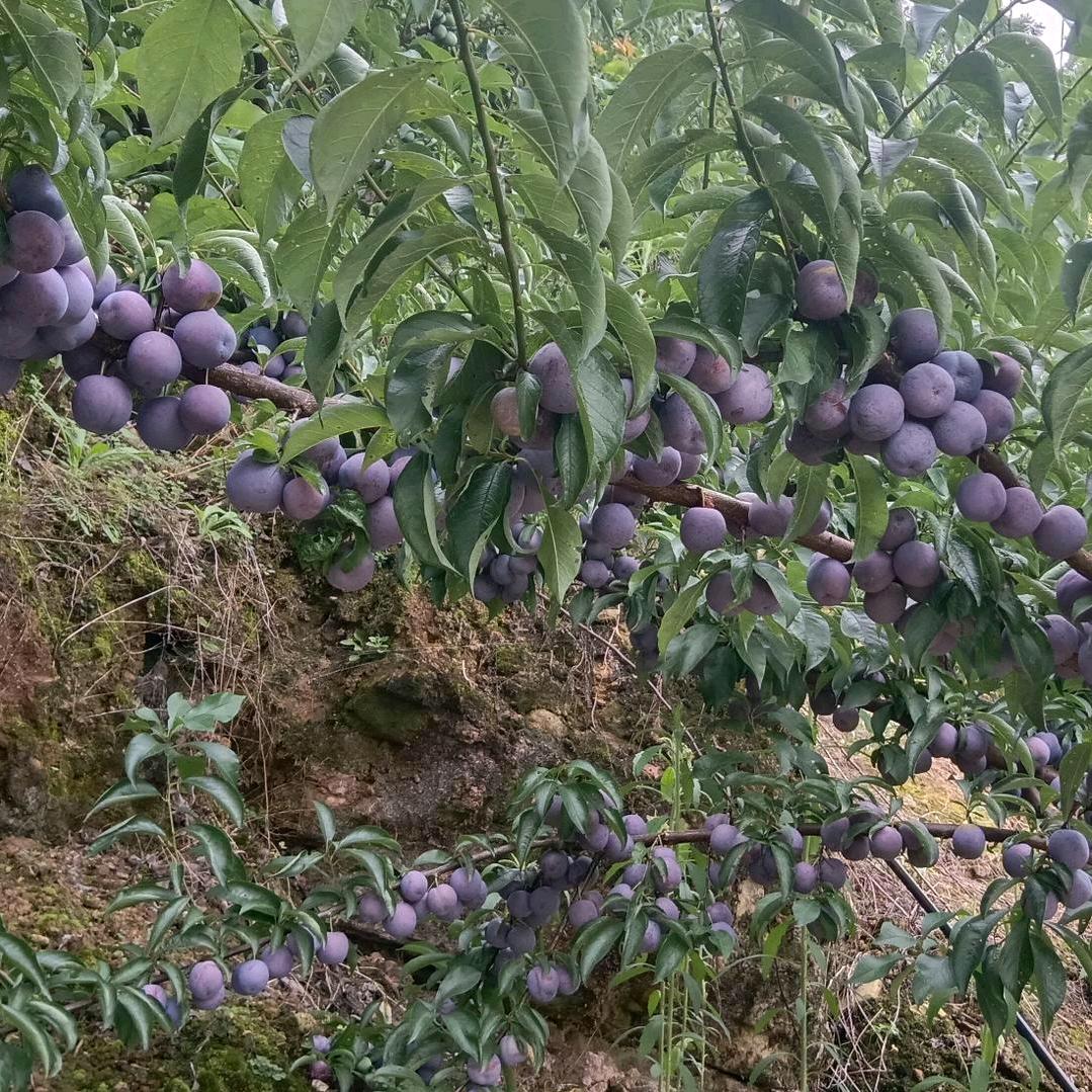 《幸福一家》王成