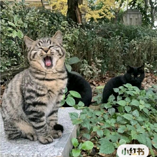 塔塔踏