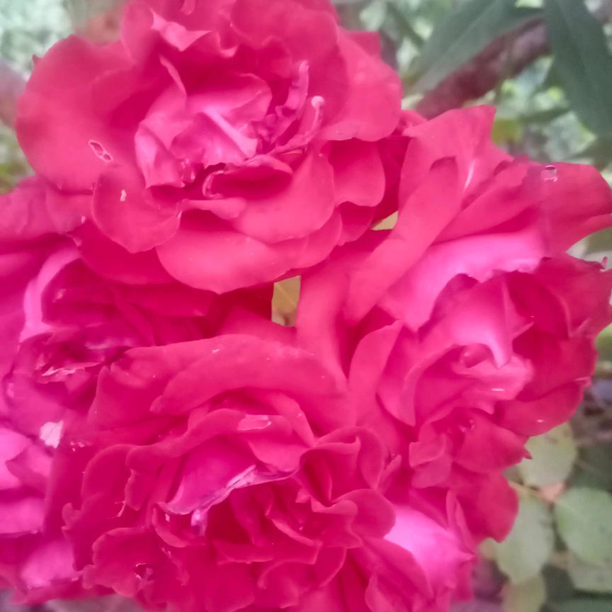 🌸花花🌸