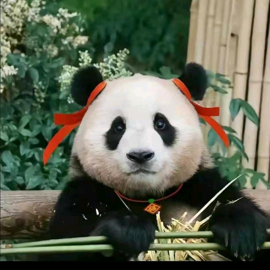 一盏茗茶