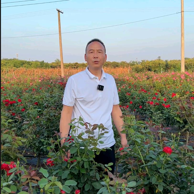 南阳中艺月季