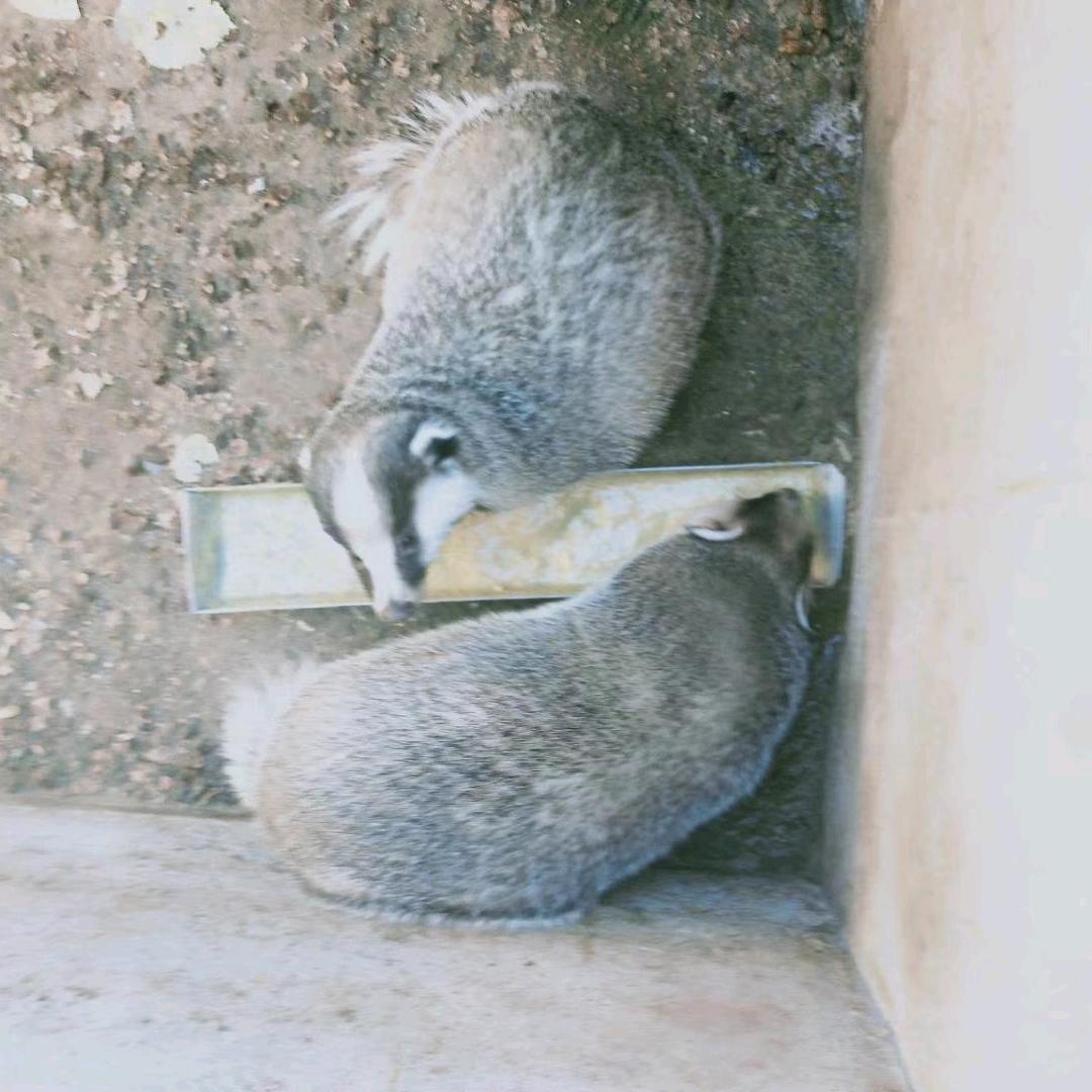 獾🦡子养殖