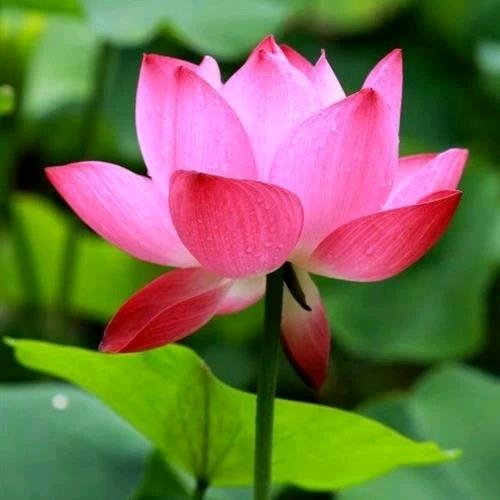 一曲离歌