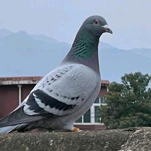 农家自养鸽子