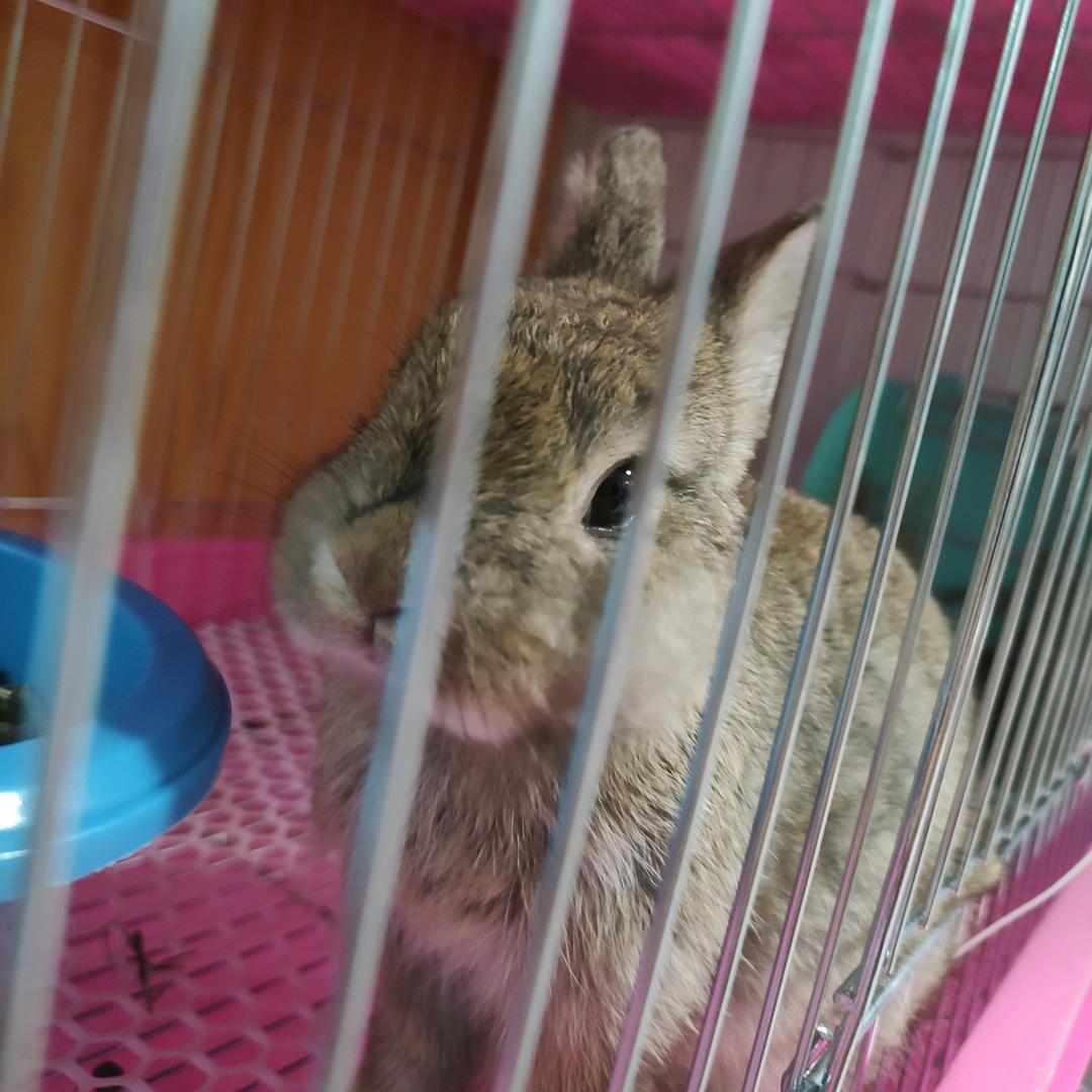 鸭司令^O^兔司机