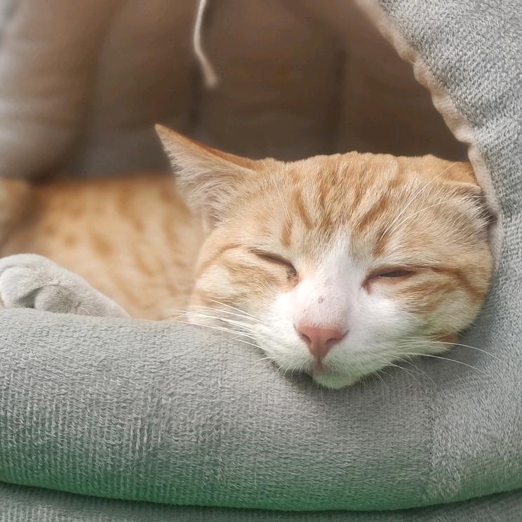 招财猫～喵