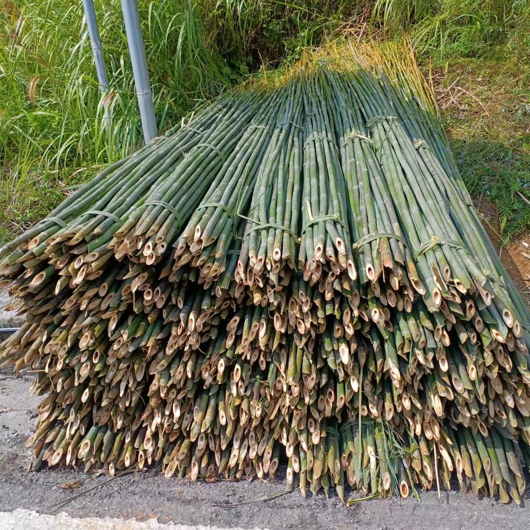 李竹子，大量出售各类竹子，西瓜棚，菌子棚