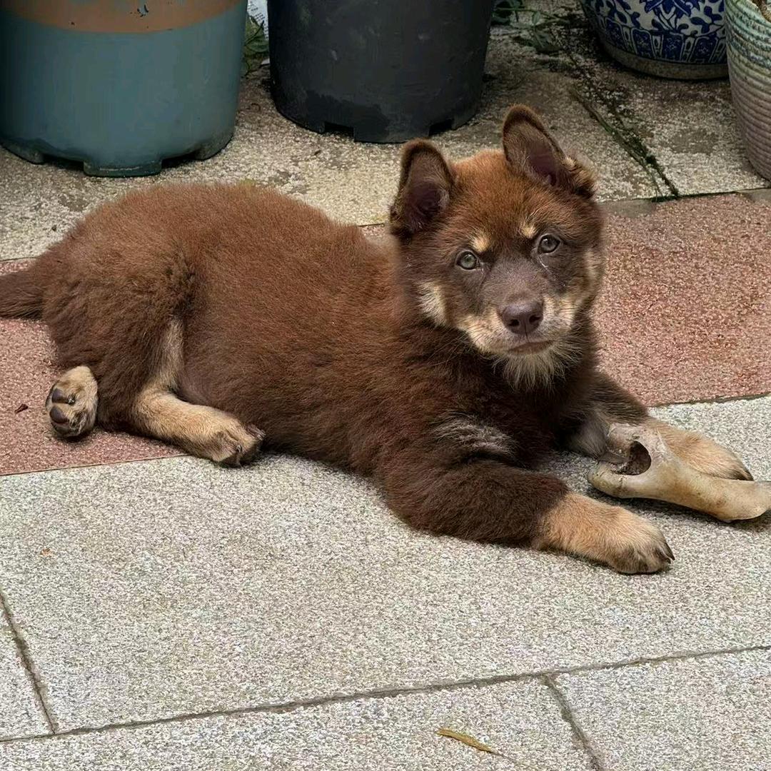 土狗