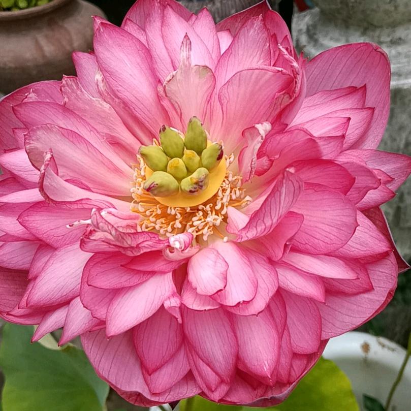 凤尾草