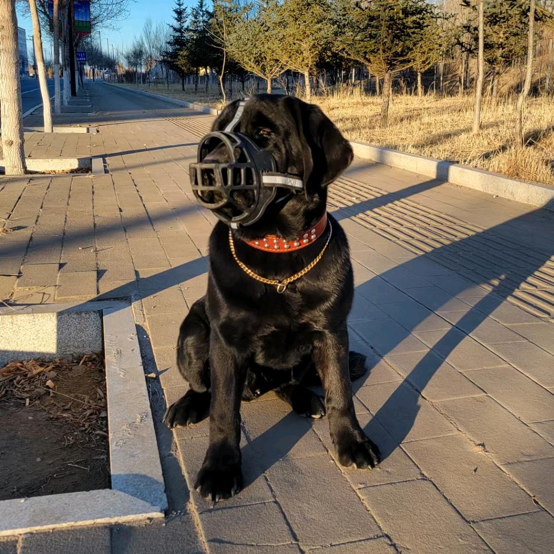 又双叒叕
