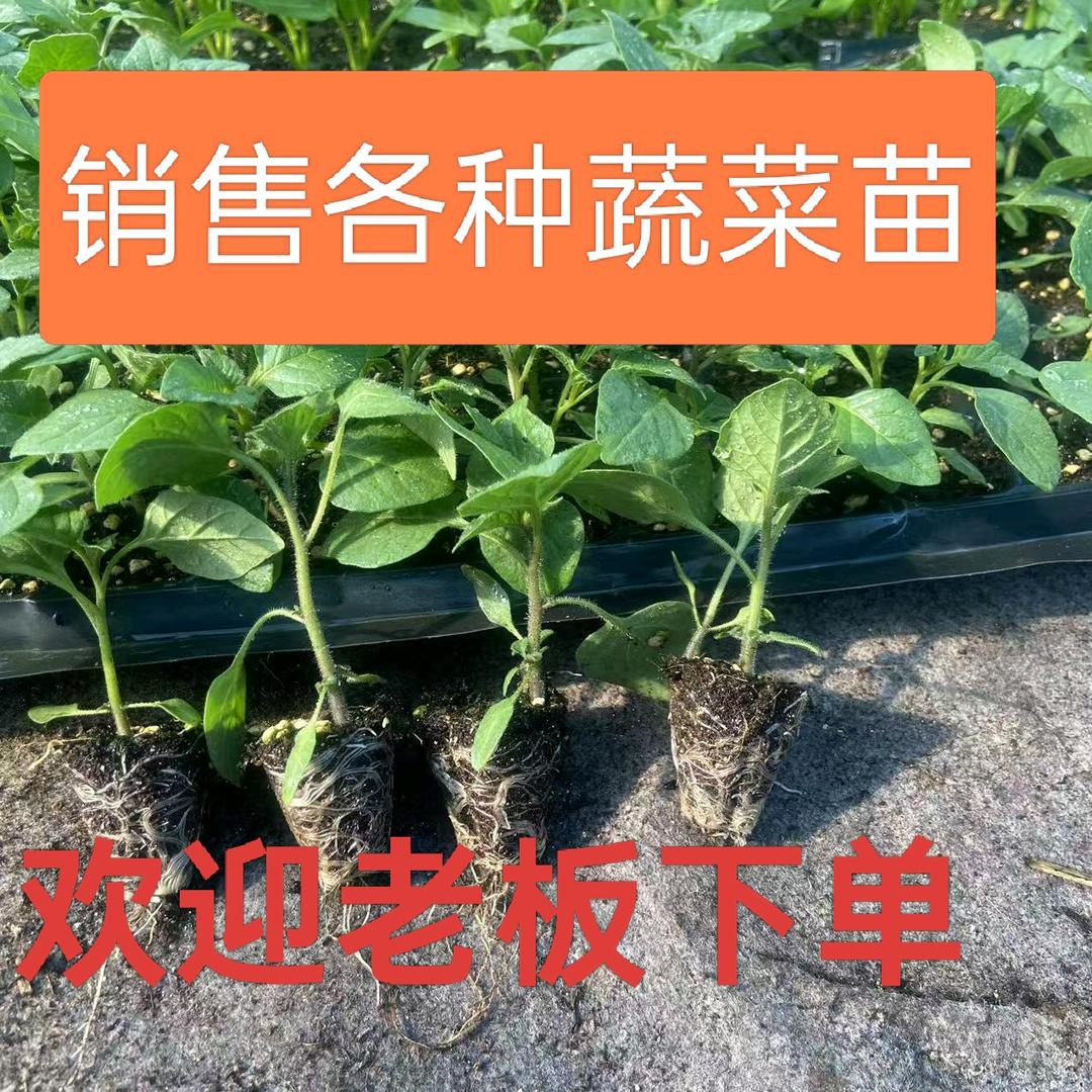 草木之杰
