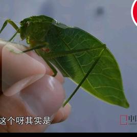 窄翅似褶缘螽