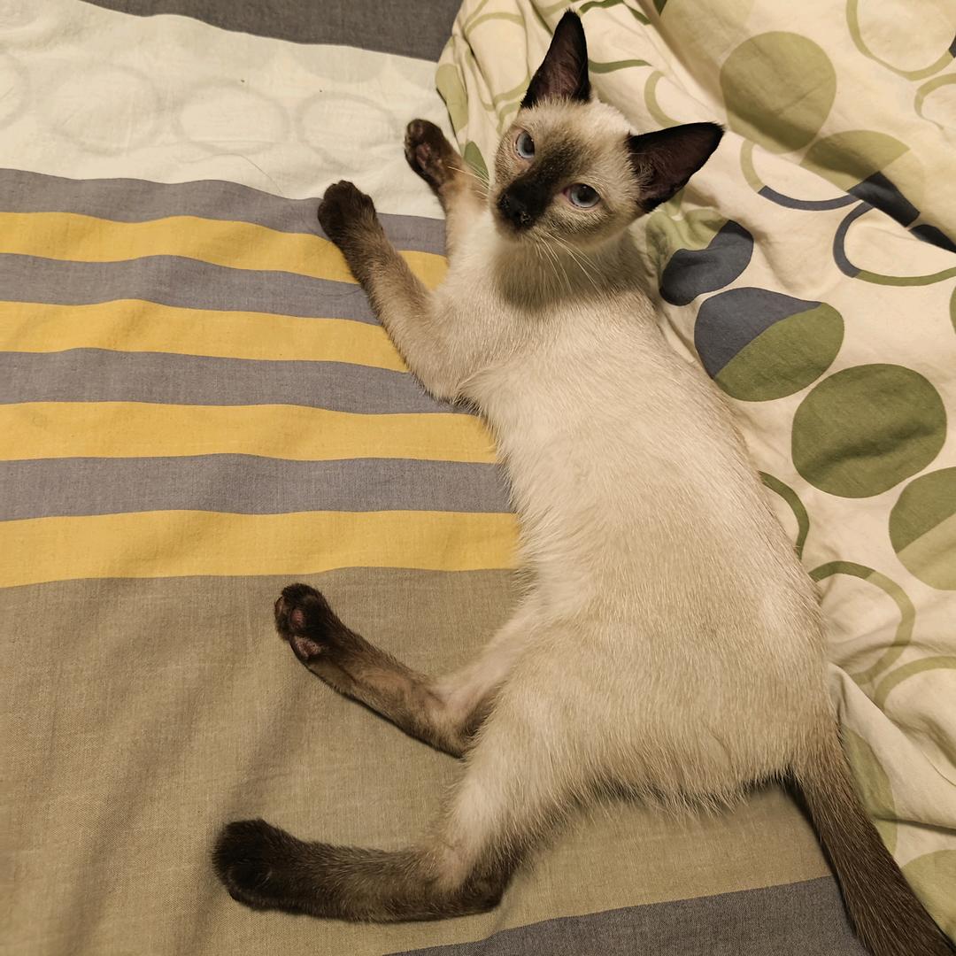 青春太刀虾不会梦见扇火米拉