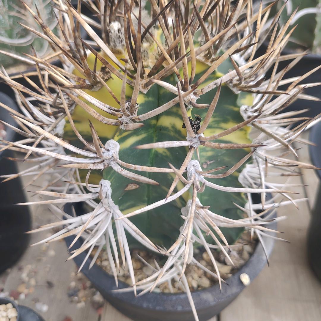 仙人掌晏楠
