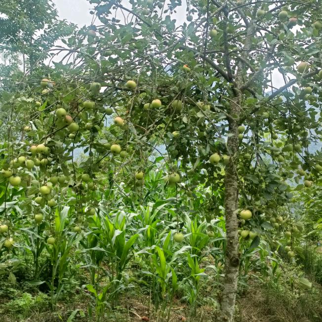 努力挣钱，，，，