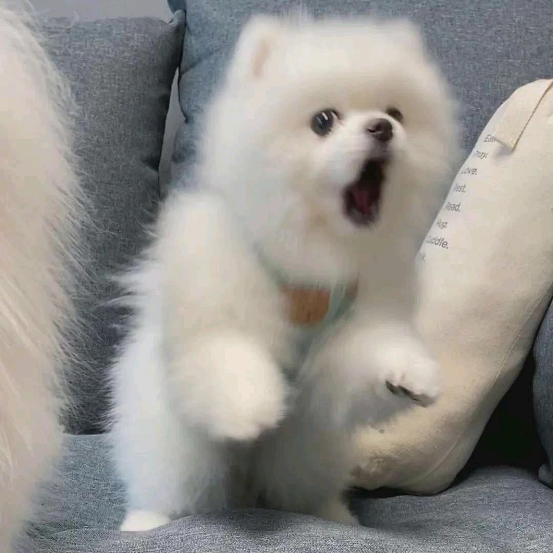 开心雪