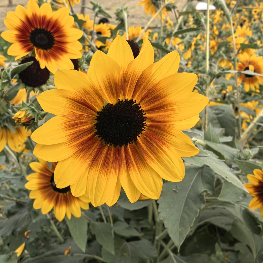 ᑋᵉᑊᑊᵒ ᵕ°  🐰