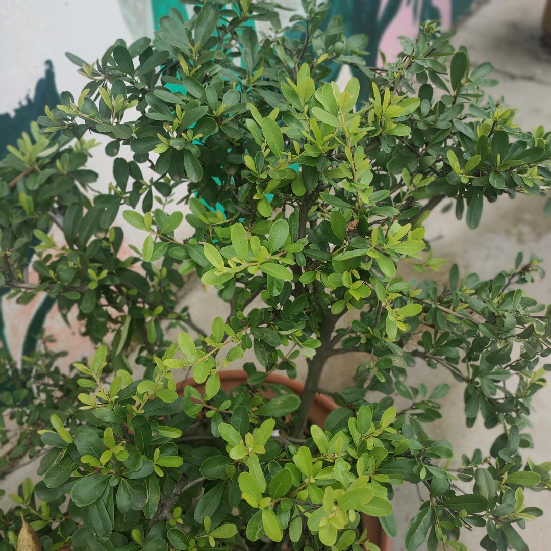 ♥朵澜养生馆，