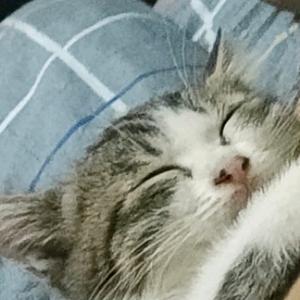 meme小开心