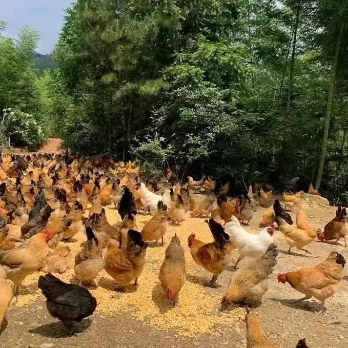 顺民生鲜