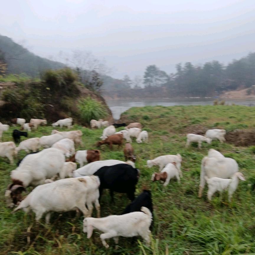 丰搏农业有限公司