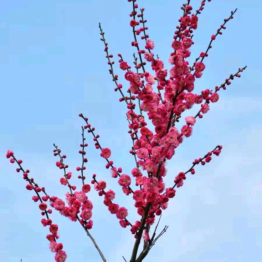 正月梅花