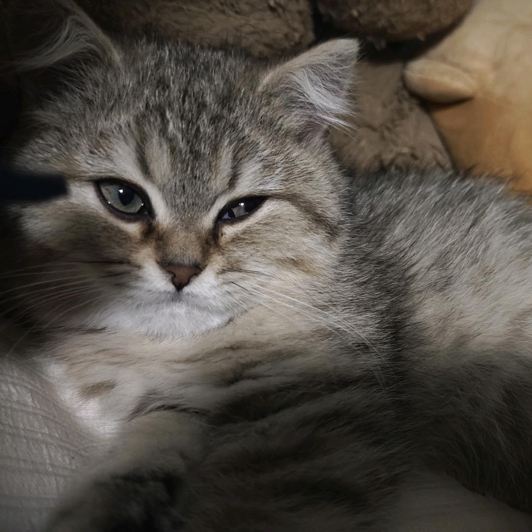 是阿笙
