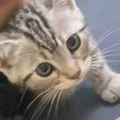 愿成