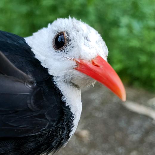 老 山 雀 画 眉 鸟 🐦