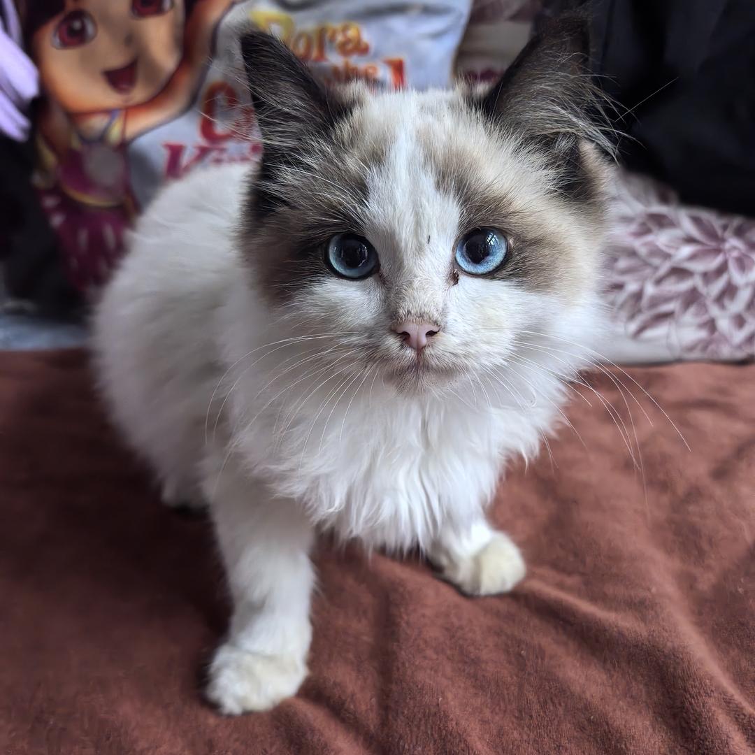 浪浪山小妖怪
