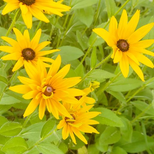 莱茵（隔天不回清理）