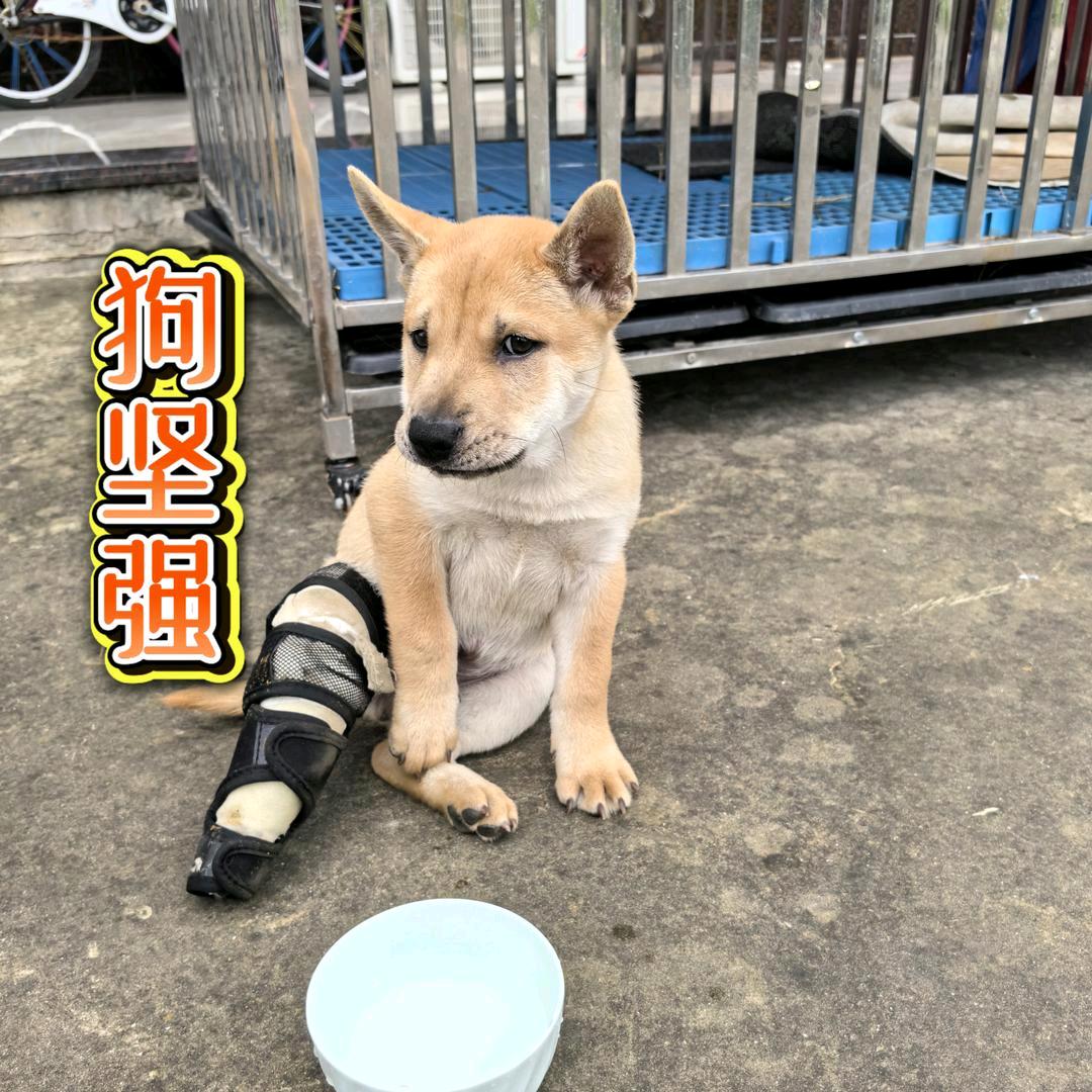 华夏帝王犬