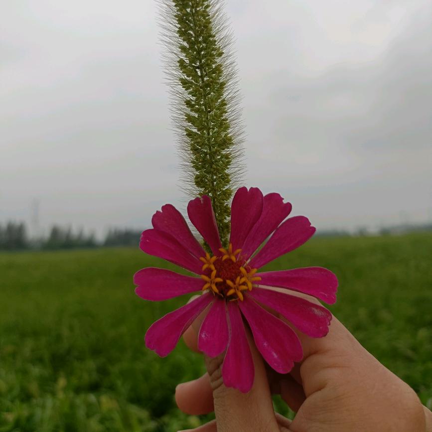 二爷的🐯丫头